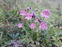 Imagem de Astrantia maxima Pall.