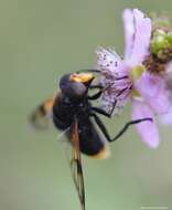 Image of Volucella liquida Erichson 1841