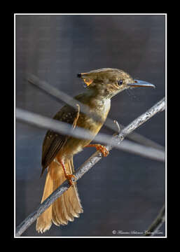 <i>Onychorhynchus coronatus mexicanus</i>的圖片