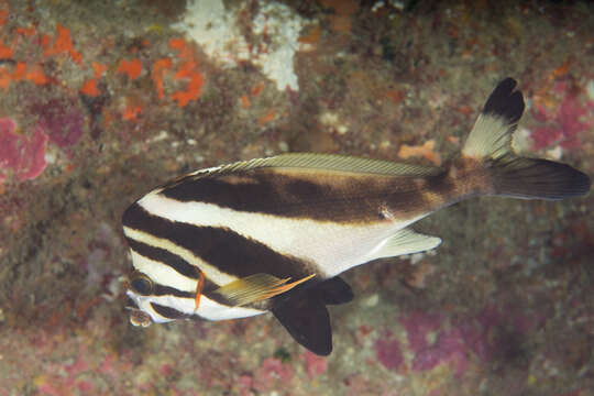 Image of Blacktip morwong