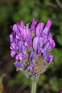 Image of Oxytropis ruthenica Vassilcz.