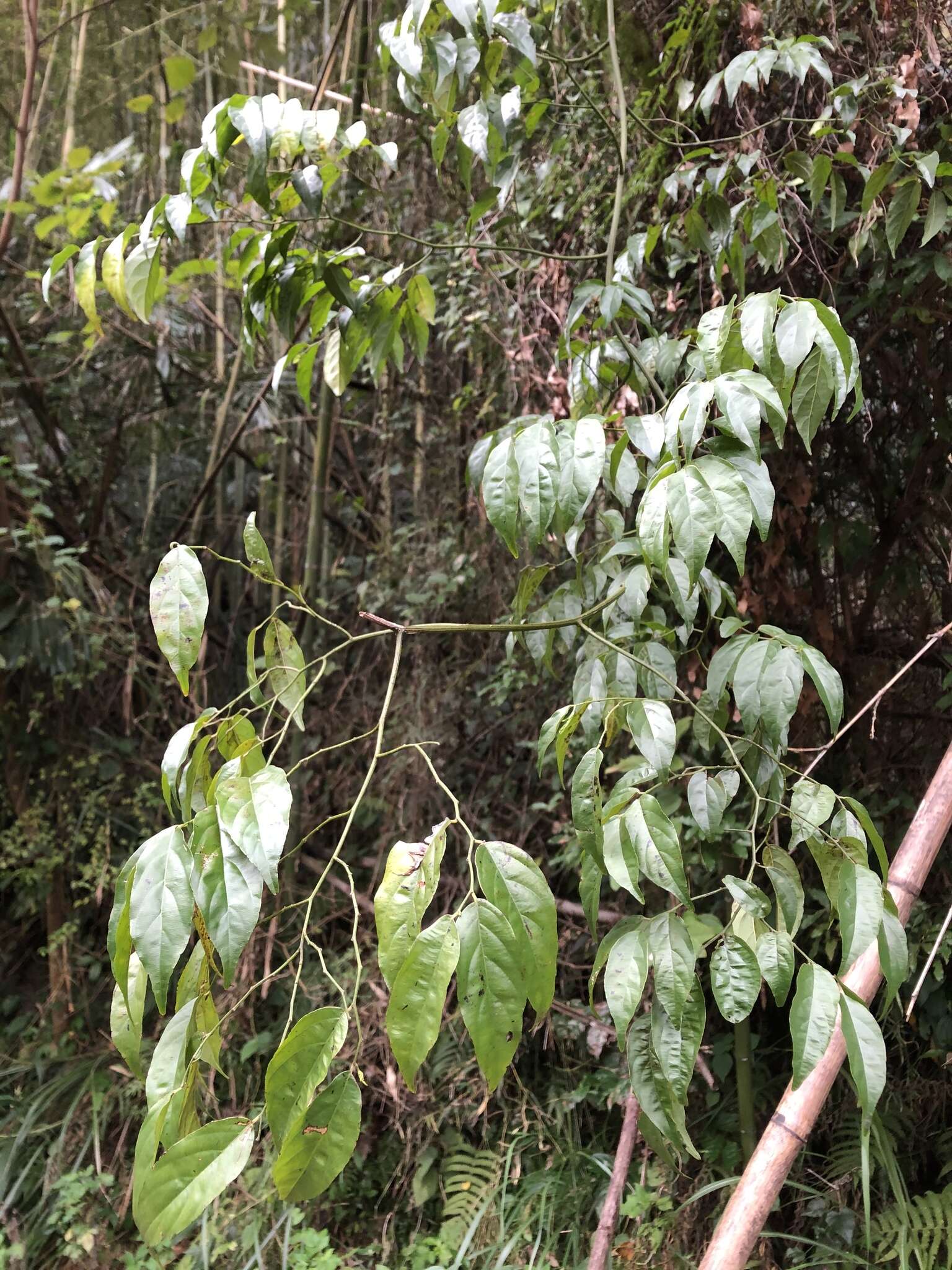 Imagem de Ventilago leiocarpa Benth.