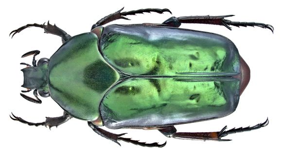Image of <i>Agestrata <i>orichalca</i></i> ssp. orichalca