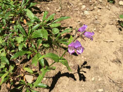 Image of Rattan's beardtongue