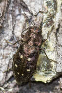 Imagem de Phaenops fulvoguttata (Harris 1830)