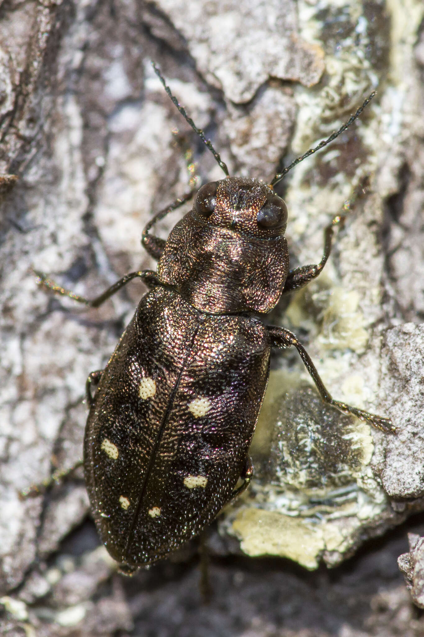 Imagem de Phaenops fulvoguttata (Harris 1830)