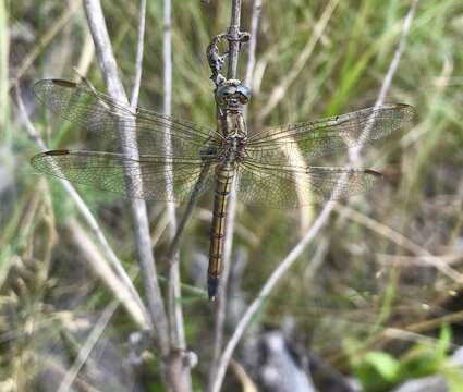 Image of <i>Orthetrum coerulescens anceps</i> (Schneider 1845)