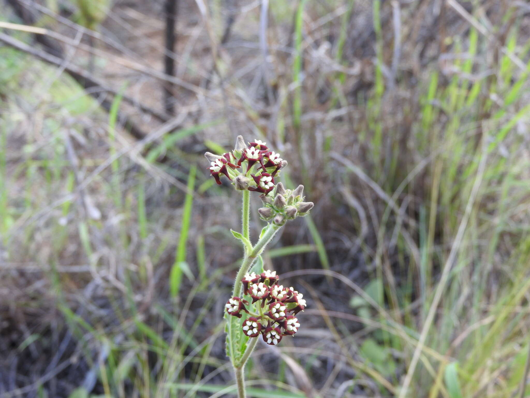 Image of Oxypetalum arnottianum Buek ex Fourn.