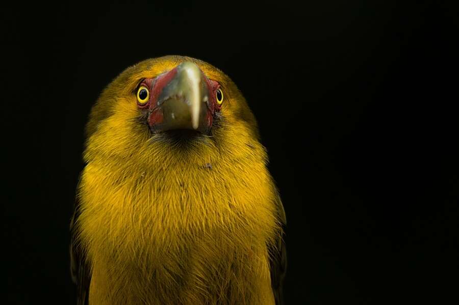 Image of Saffron Toucanet