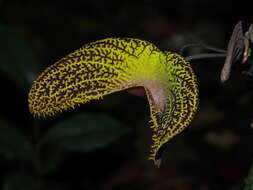 Image of Aristolochia wankeana