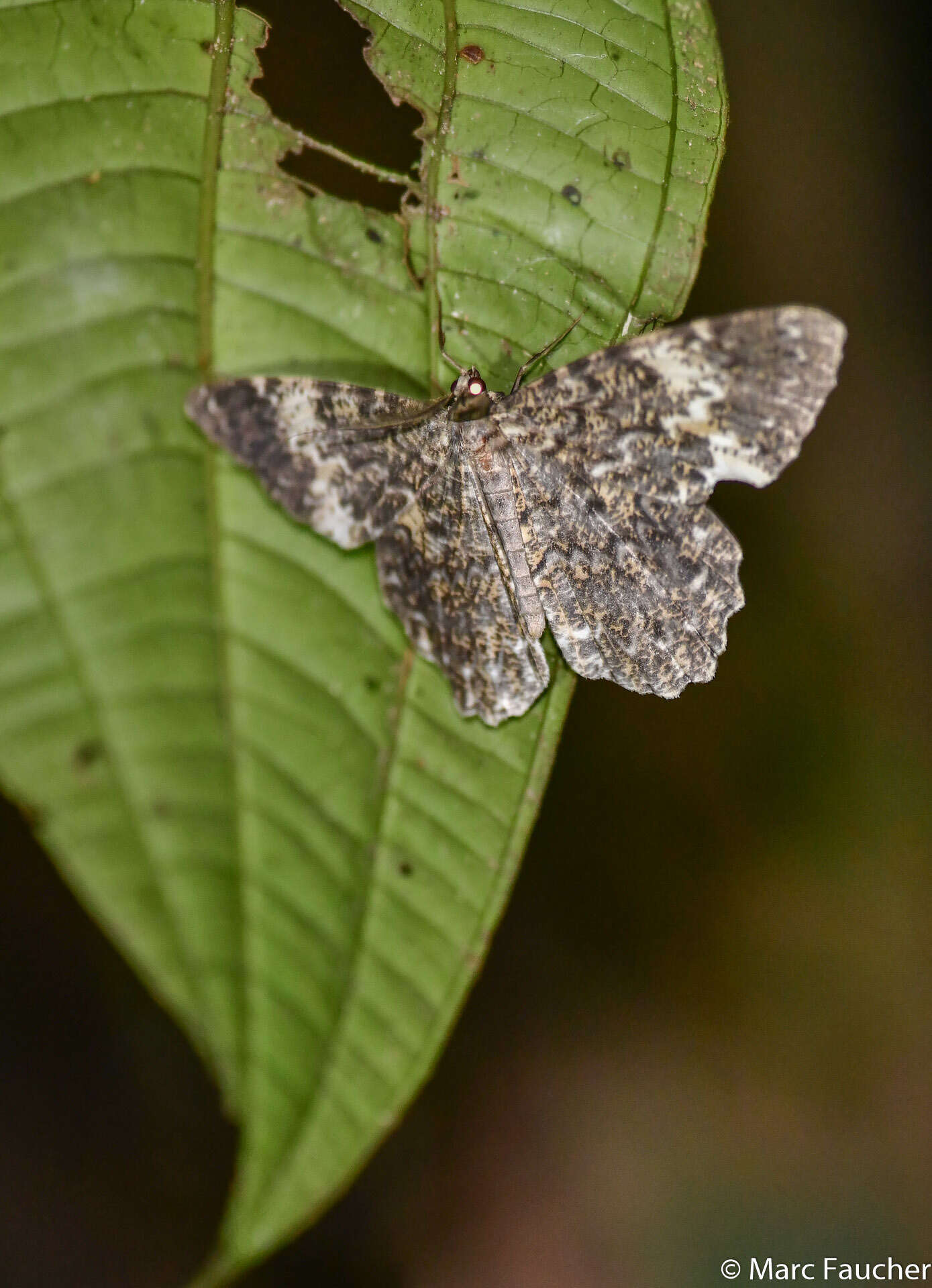 Image of Amblychia hymenaria