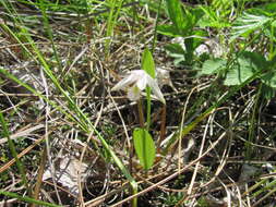 Image of snakemouth orchid