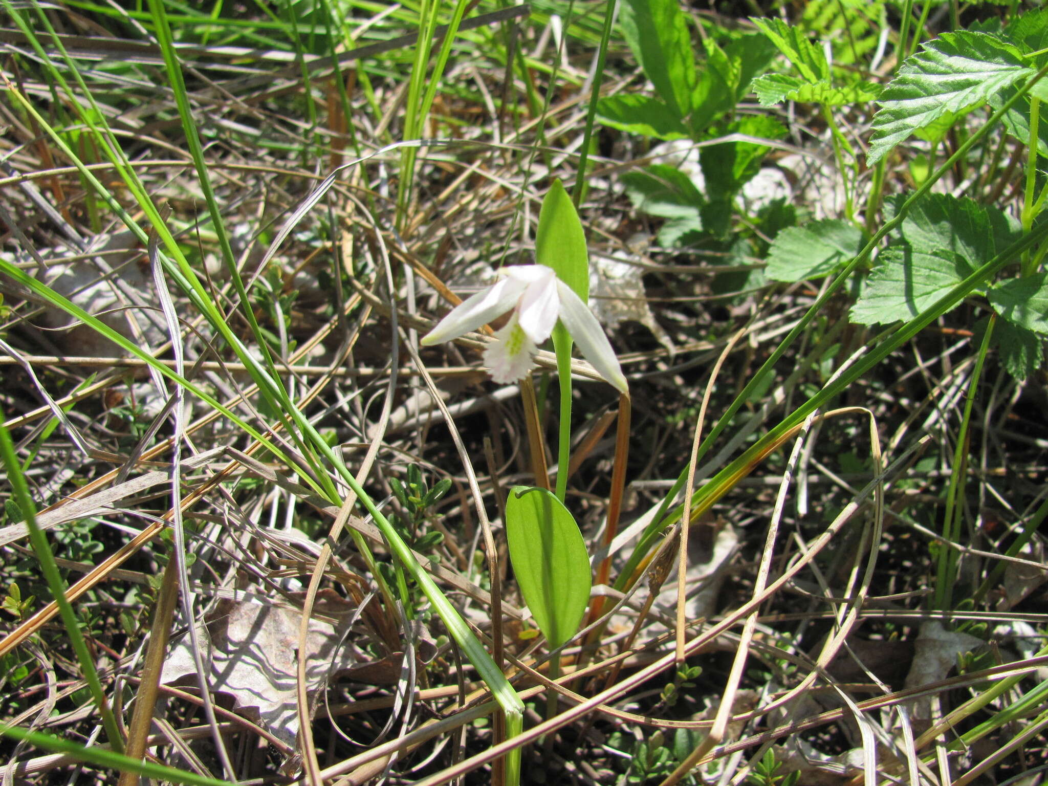 Image of snakemouth orchid