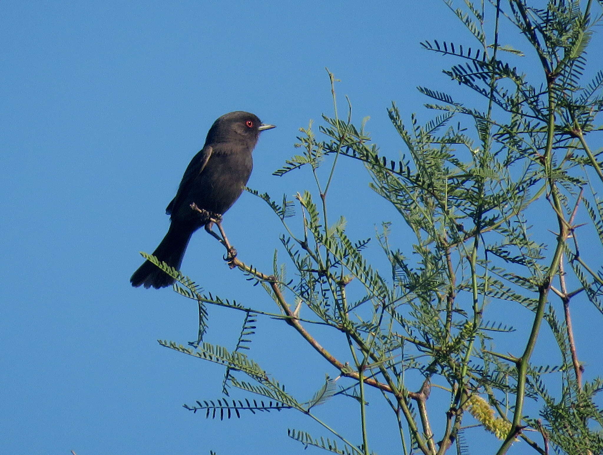 Image of Cinereous Tyrant