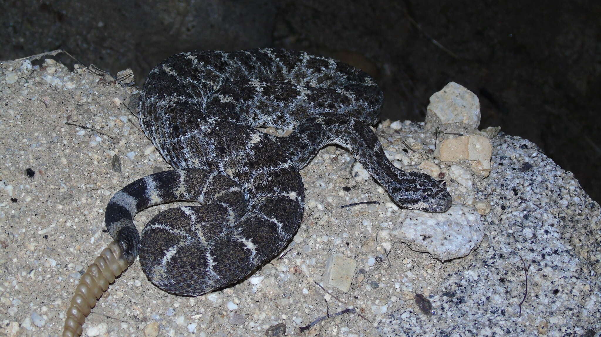 Image of Speckled Rattlesnake