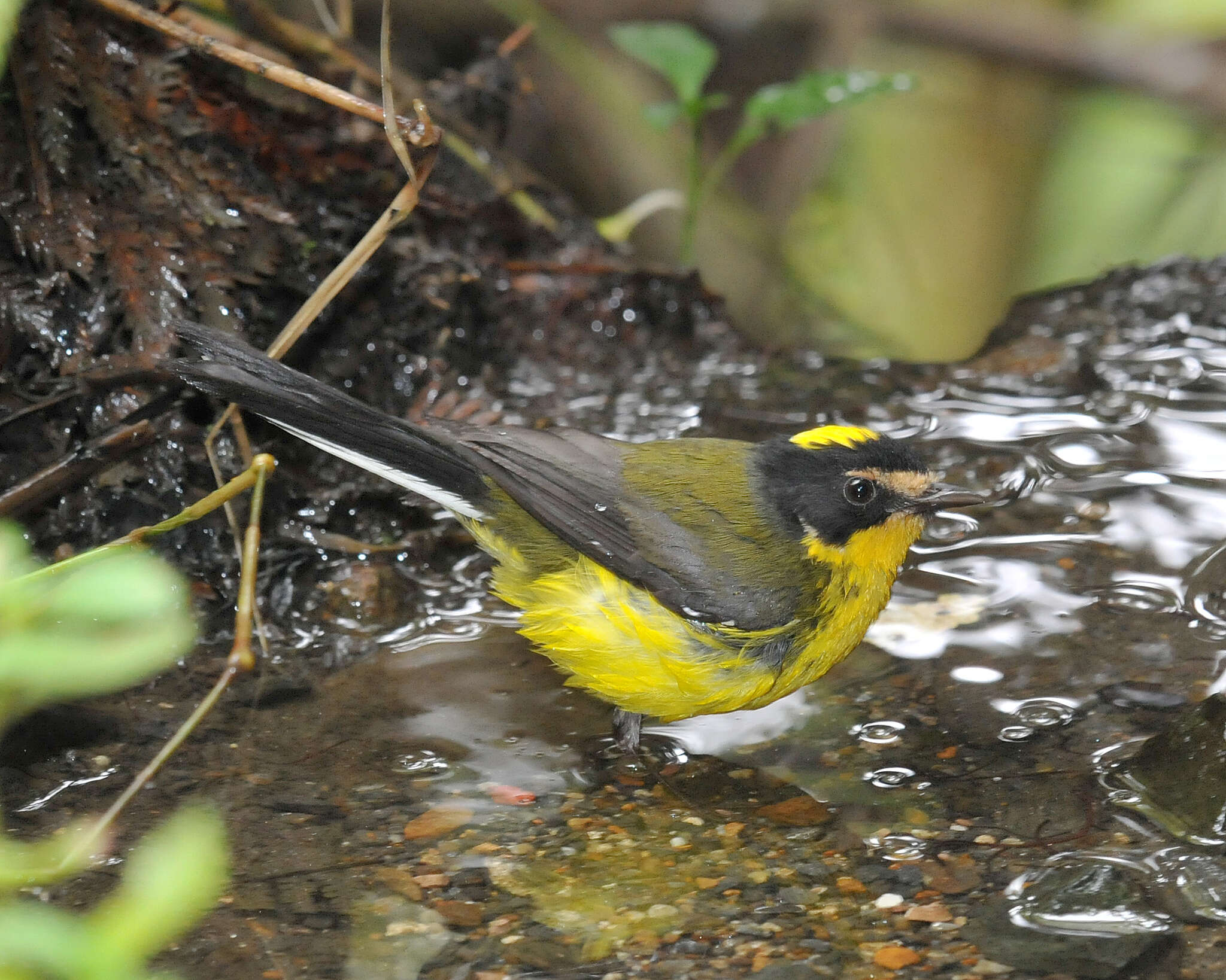 Image of Yellow-crowned Redstart