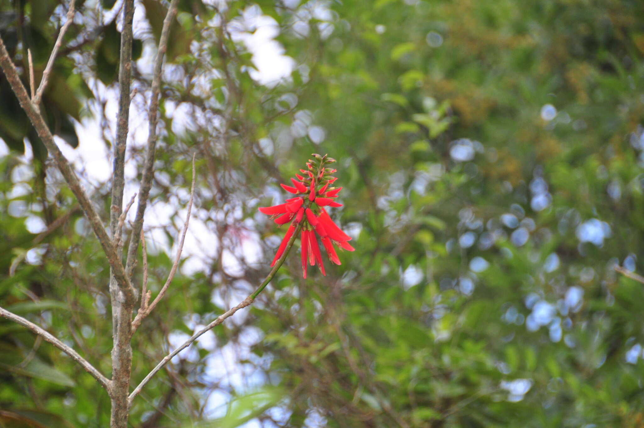 Image of coral erythrina