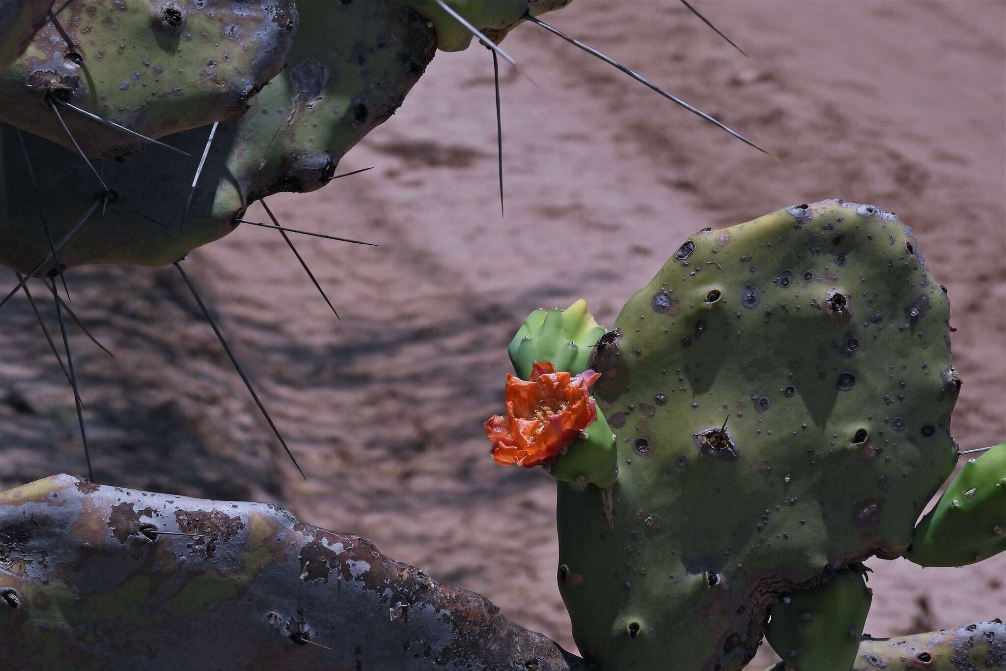 Image of Opuntia quimilo K. Schum.