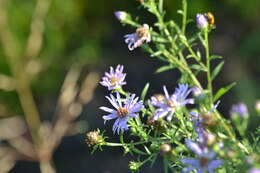 Image of Robyns' American-Aster