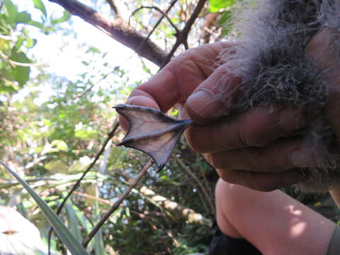 Image of Puffinus assimilis haurakiensis Fleming, CA & Serventy 1943