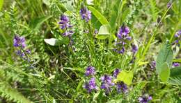 Image of tufted milkwort