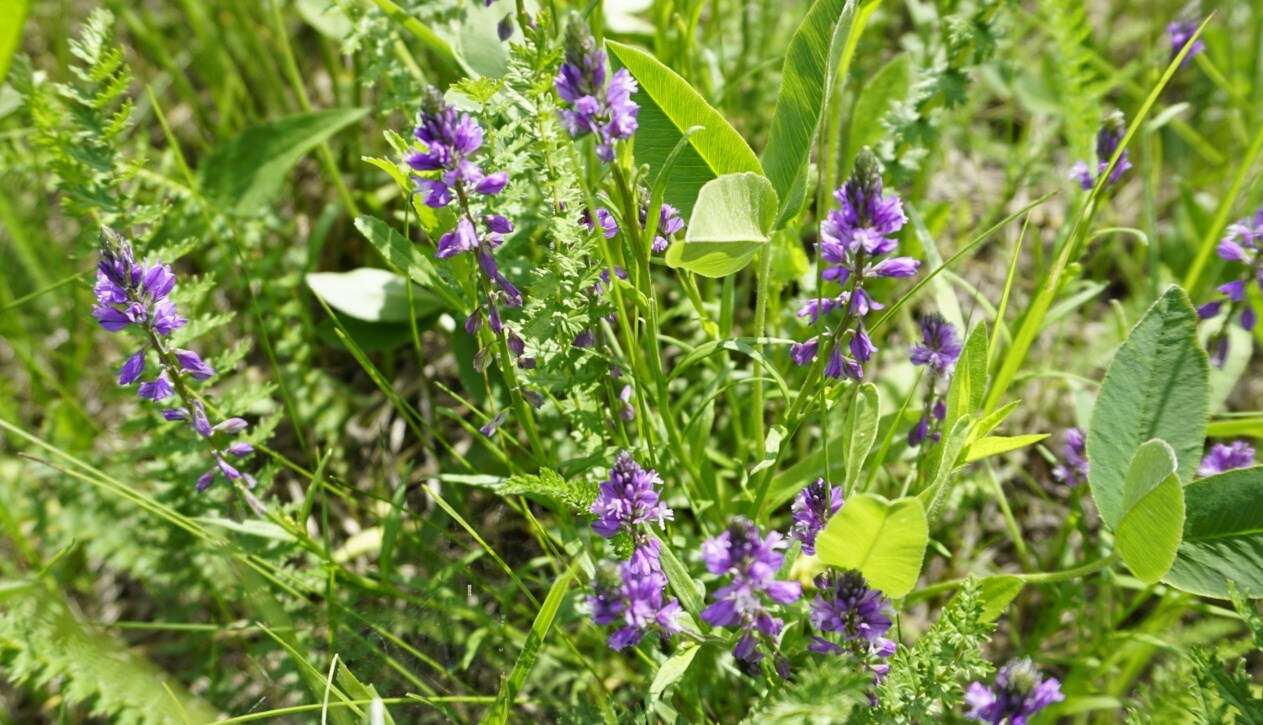 Image of tufted milkwort