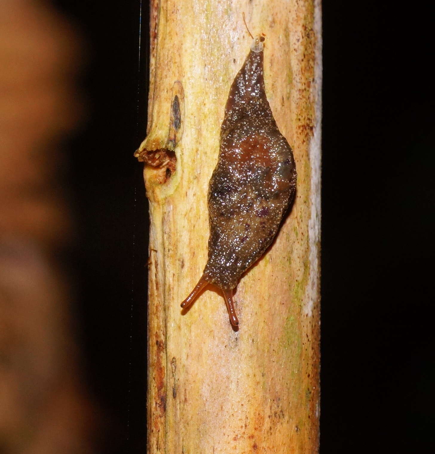 Image of Cystopelta purpurea Davies 1912