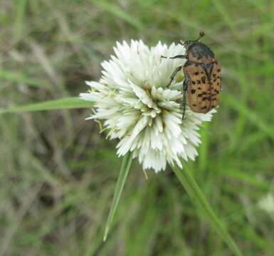 Imagem de Cyperus niveus var. leucocephalus (Kunth) Fosberg