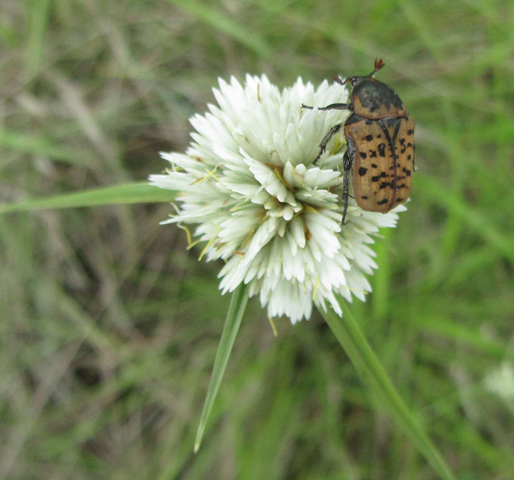 Imagem de Cyperus niveus var. leucocephalus (Kunth) Fosberg