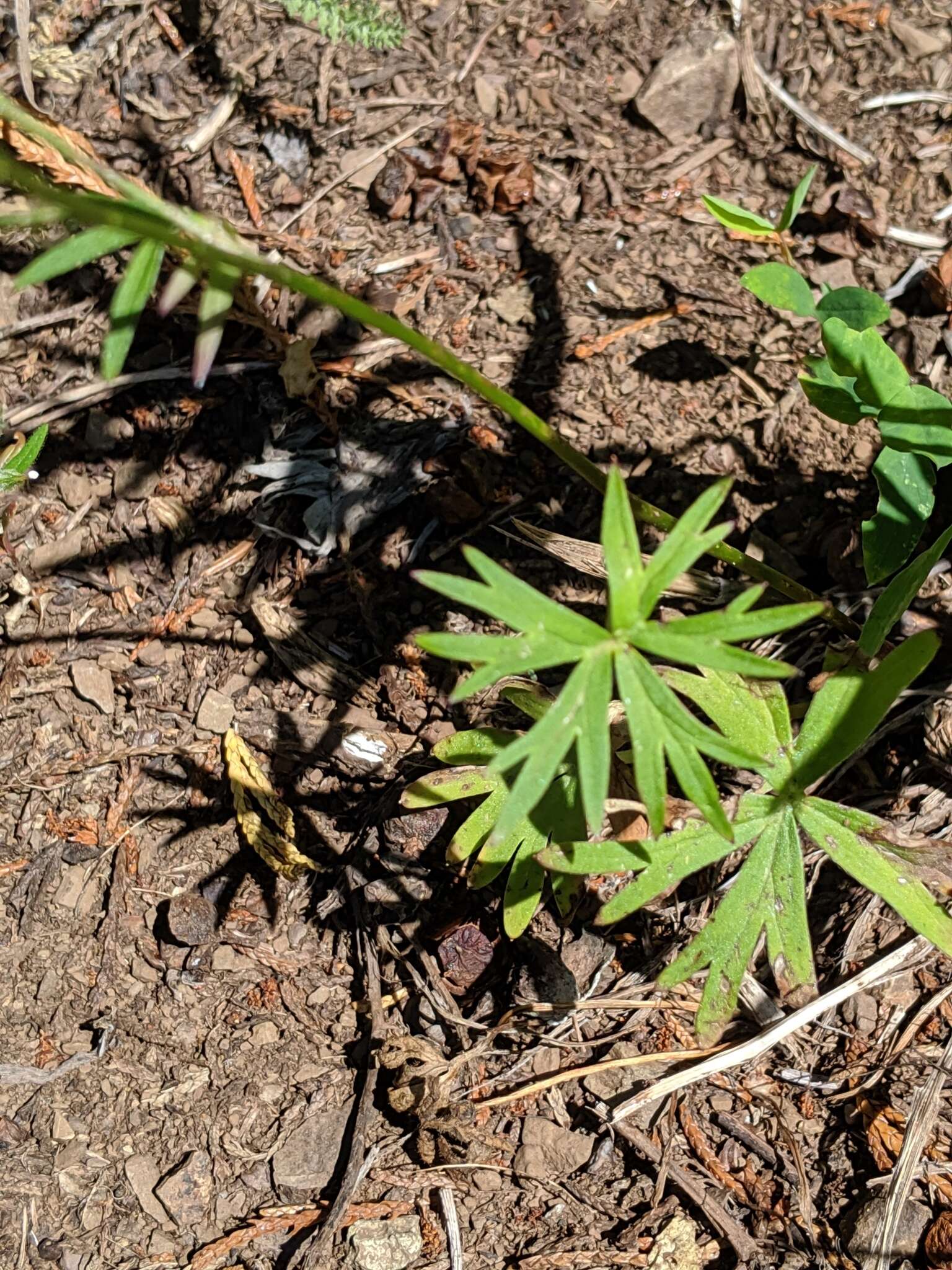 Plancia ëd Delphinium glareosum Greene