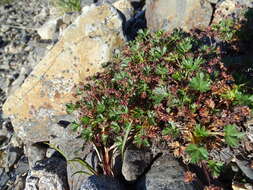 Image de Potentilla elegans Cham. & Schltdl.