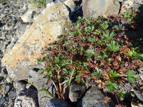 Image of silverweed