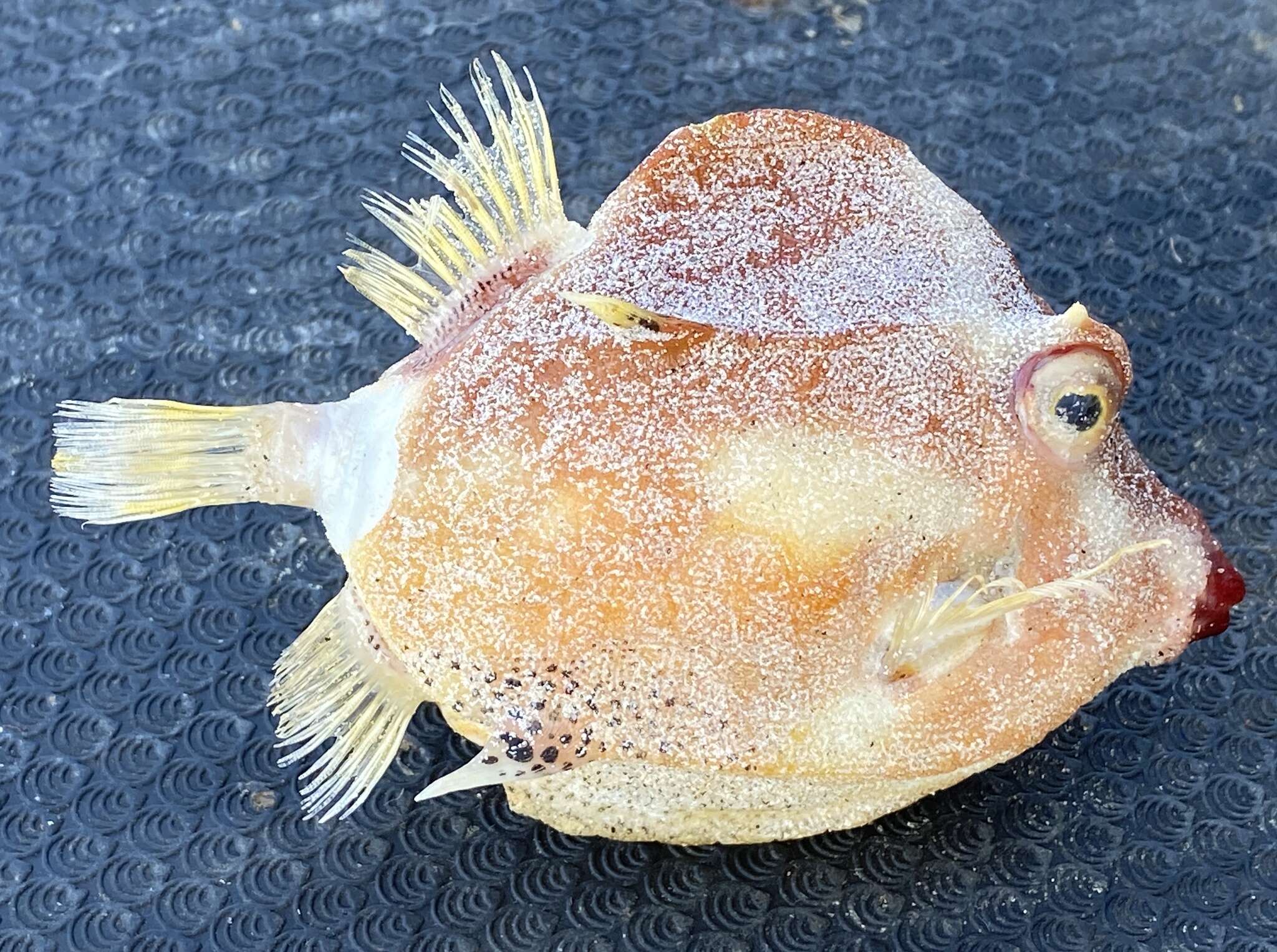 Image of Black-spotted boxfish