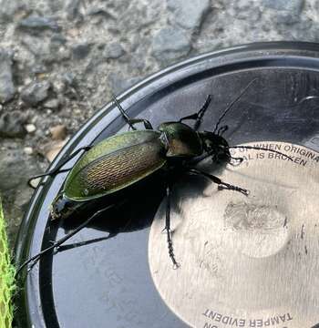 Image of Carabus (Morphocarabus) scheidleri Panzer 1799