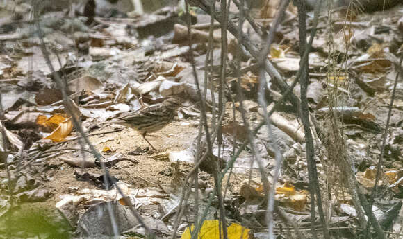 Image of Pechora Pipit