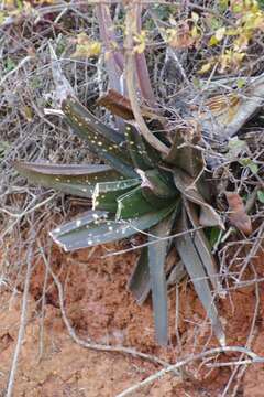 Image of Gasteria excelsa Baker