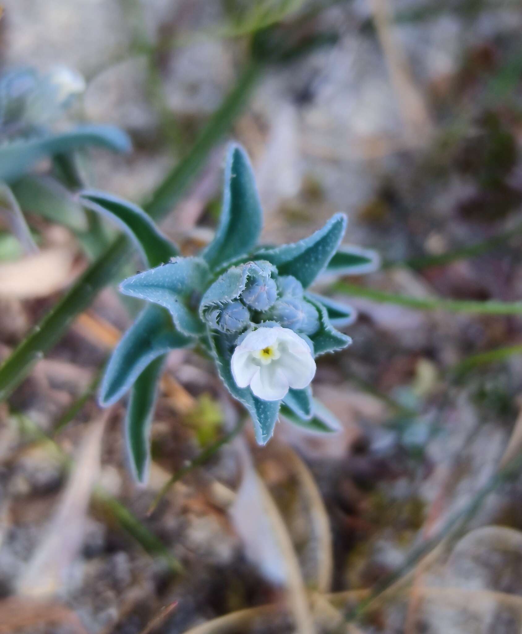 Image of Iberodes littoralis subsp. gallaecica (Laínz) Serrano, R. Carbajal & S. Ortiz