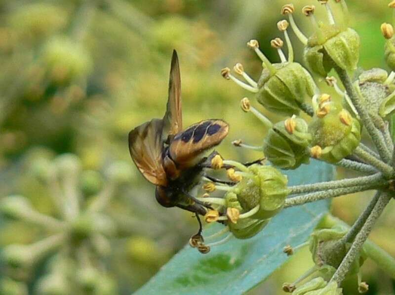 Image of Phasia aurigera (Egger 1860)