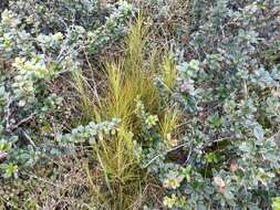 Image of Dracophyllum filifolium Hook. fil.