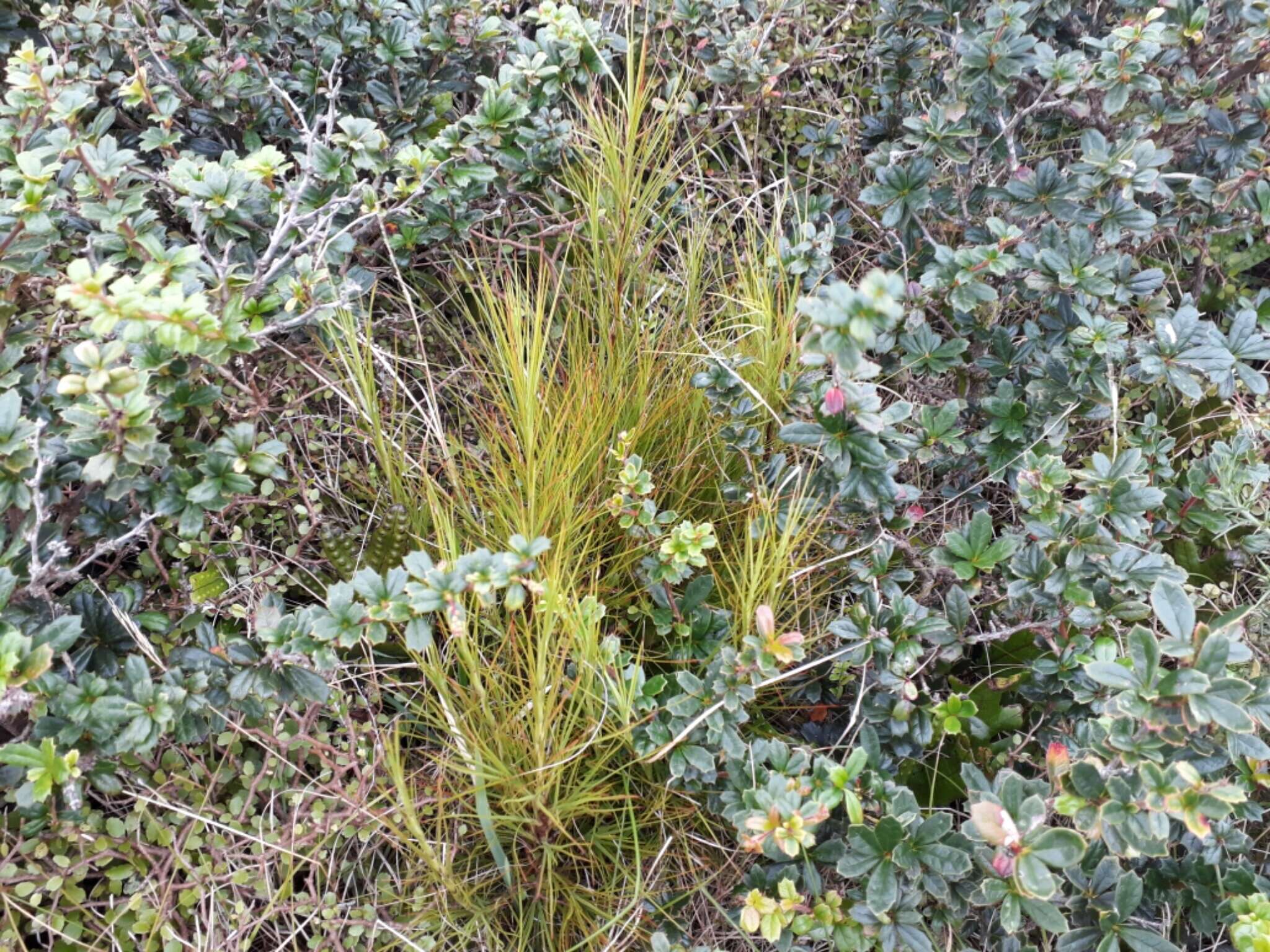 Image of Dracophyllum filifolium Hook. fil.