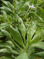 Image de Scaevola gaudichaudiana Cham.