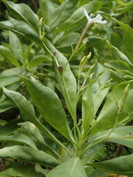 Image de Scaevola gaudichaudiana Cham.