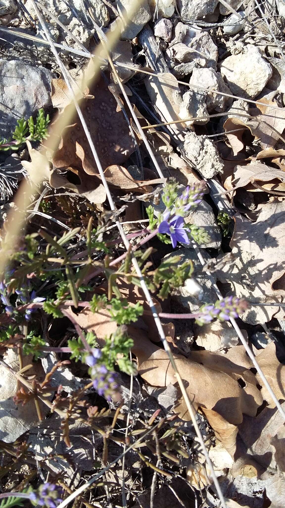 Image of Veronica capsellicarpa Dubovik