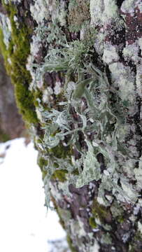 صورة Ramalina fraxinea (L.) Ach.