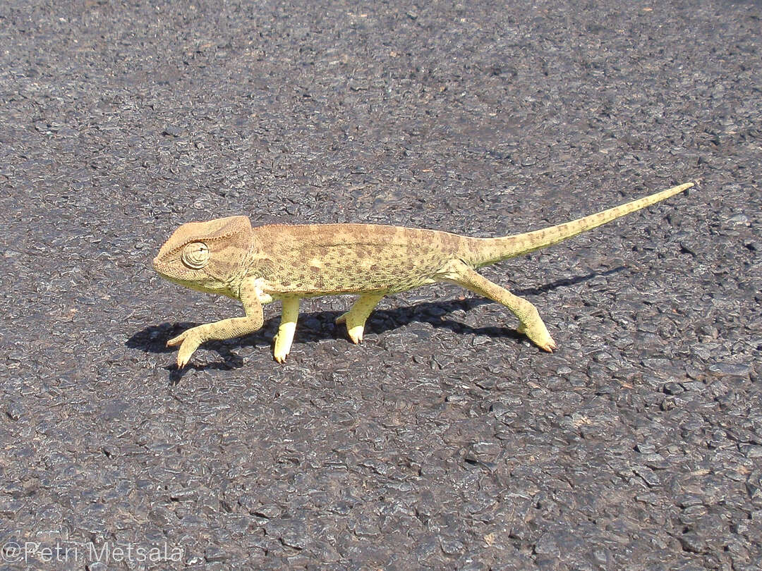 Image of Graceful Chameleon