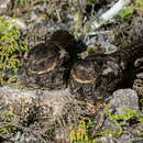 Image of Heinrich's Nightjar