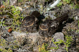 Image of Heinrich's Nightjar