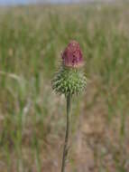 Image of Carduus uncinatus subsp. davisii Kazmi
