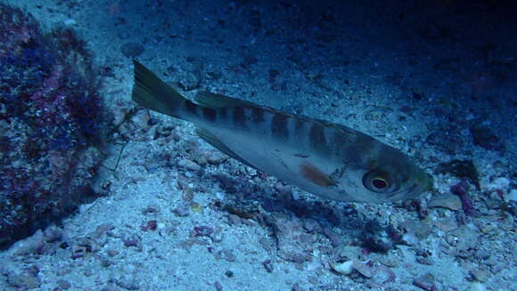 Image of Heteropriacanthus fulgens (Lowe 1838)