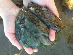 Image of California sea hare